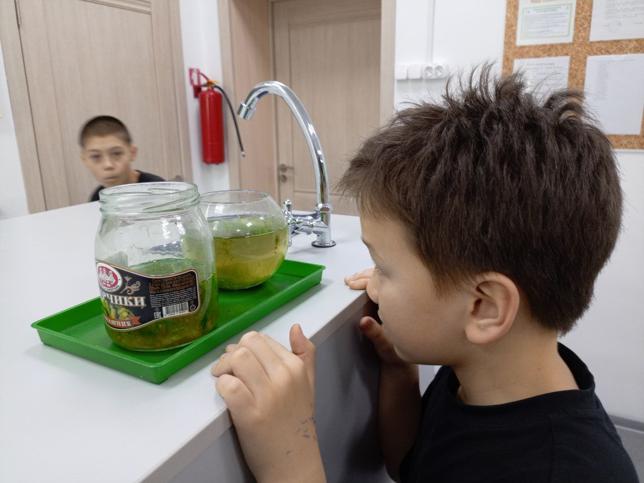 Флора родного края